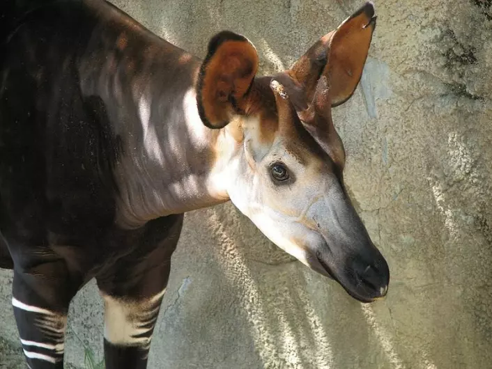 En okapi fotografert i dyrehage i USA. Okapien er den eneste andre sjiraffarten som lever i dag. (Foto: Trisha Shears/Wikimedia Creative Commons)