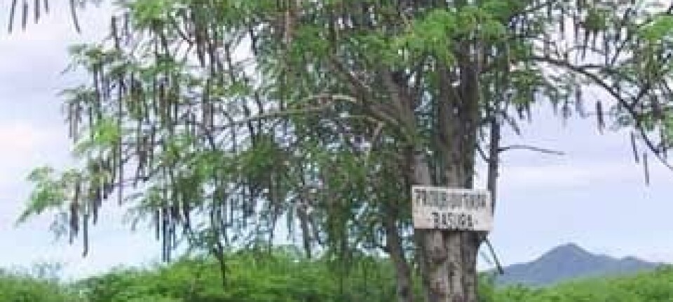 Det tropiske treet Moringa oleifera kan brukes til å rense vann for egg fra innvollsormer, noe som plager over en milliard mennesker på verdensplan. Wikimedia Commons