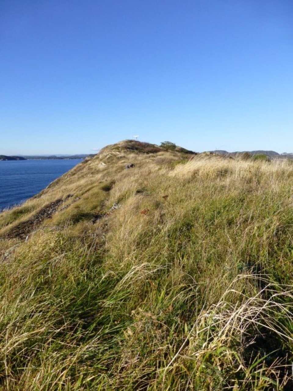 Grunnlendt kalkmark på Fugløya i Larvik kommune . (Foto: Anne Molia)