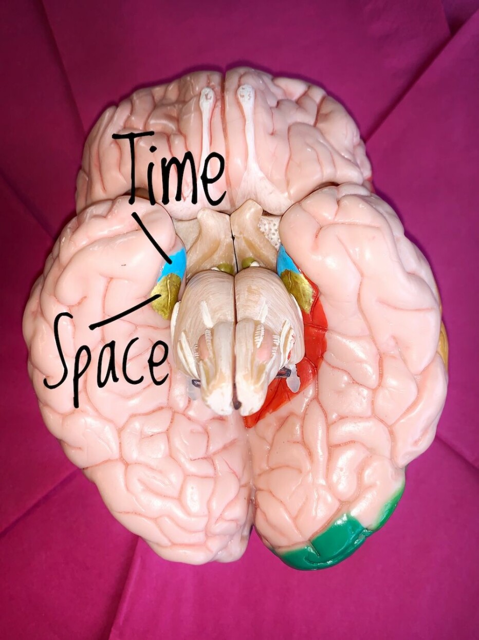This plastic model of a human brain shows the location of our sense of space in gold, and the sense of time in sky blue. Together, these two areas make up the entorhinal cortex. The brain’s centre for memories, the hippocampus, is also found here, but it is hidden behind and tightly interwoven with the entorhinal cortex.