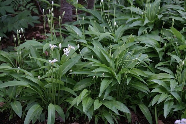 Ramsløk er ikke en sjelden plante i Norge. Men den har blitt så populær at forskere og gastronomer frykter at den kan bli borte hvis vi ikke begynner å dyrke mer av den. (Foto: Wikimedia Commons) Ramsløk er ikke en sjelden plante i Norge. Men den har blitt så populær at forskere og gastronomer frykter at den kan bli borte hvis vi ikke begynner å dyrke mer av den. (Foto: Wikimedia Commons)