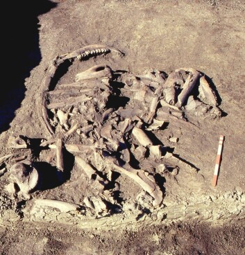 Knoklene ligger så tett sammen at de ifølge arkeologene var pakket inn i et skinn da de ble kastet ut i myra. (Foto: Charlie Christensen, Nationalmuseet) Knoklene ligger så tett sammen at de ifølge arkeologene var pakket inn i et skinn da de ble kastet ut i myra. (Foto: Charlie Christensen, Nationalmuseet)