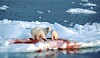 polar bear hunting seal