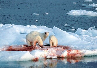 When the ice shrinks closer to shore, seals follow – into the jaws of polar bears