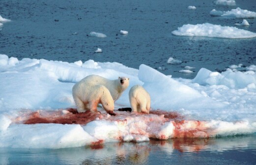 When the ice shrinks closer to shore, seals follow – into the jaws of polar bears