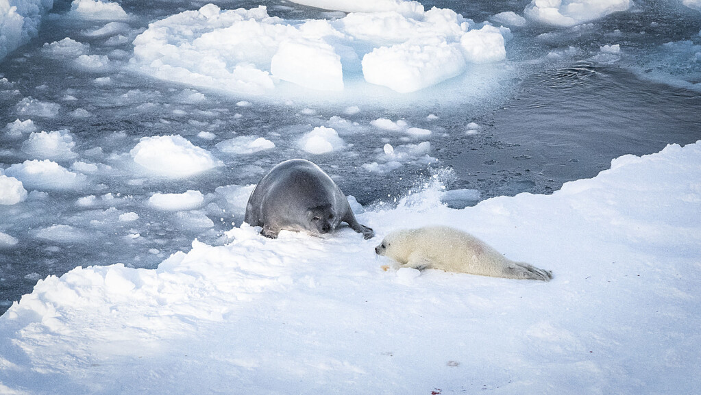 Hooded seals and harp seals are both dependent on drifting sea ice. Hooded seals and harp seals are both dependent on drifting sea ice.