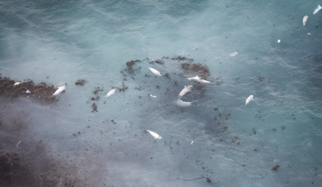 If the weak ice fails before the seal pups are ready for the sea, mass mortality can occur, as happened here in Canadian waters. If the weak ice fails before the seal pups are ready for the sea, mass mortality can occur, as happened here in Canadian waters.