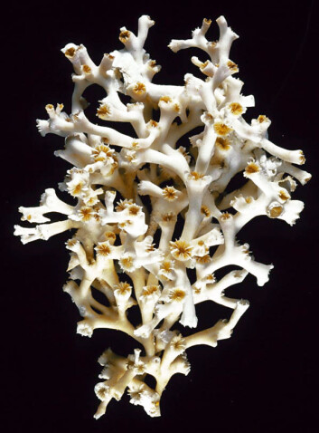 Lophelia pertusa vurdert til å være nær truet. (Foto: Wikimedia commons) Lophelia pertusa vurdert til å være nær truet. (Foto: Wikimedia commons)