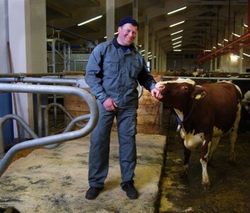 Stipendiat Lars Erik Ruud i løsdriftsfjøs med åpen liggebås. (Foto: Vincent Musi) Stipendiat Lars Erik Ruud i løsdriftsfjøs med åpen liggebås. (Foto: Vincent Musi)