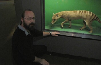 Ifølge førsteamanuensis Torfinn Ørmen er pungulven en av de mest sannsynlige kryptidene. (Foto: Hanne Jakobsen) Ifølge førsteamanuensis Torfinn Ørmen er pungulven en av de mest sannsynlige kryptidene. (Foto: Hanne Jakobsen)