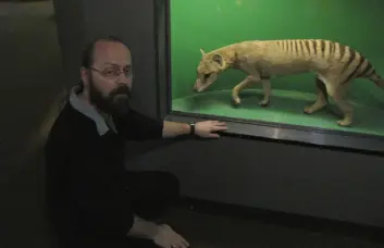 Ifølge førsteamanuensis Torfinn Ørmen er pungulven en av de mest sannsynlige kryptidene. (Foto: Hanne Jakobsen) Ifølge førsteamanuensis Torfinn Ørmen er pungulven en av de mest sannsynlige kryptidene. (Foto: Hanne Jakobsen)