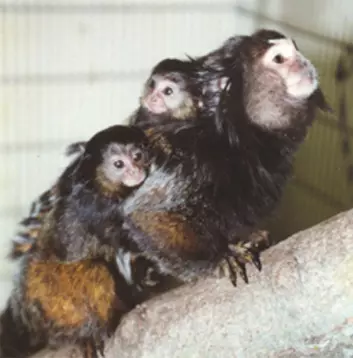"Marmosett-aper bærer ofte celler med genene til en bror eller en søster. Det nære genetiske forholdet bidrar sannsynligvis til nære familieforhold. Foto: Jeffrey E. Fite."