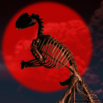Gumlet seg inn i solnedgangen: Hadrosaurus var blant planteeterne som minket i antall de siste 12 millioner årene før den globale katastrofen i slutten av kritt-tiden. (Foto: (Fotomontasje: forskning.no/Wikimedia Commons))