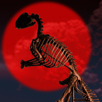 Gumlet seg inn i solnedgangen: Hadrosaurus var blant planteeterne som minket i antall de siste 12 millioner årene før den globale katastrofen i slutten av kritt-tiden. (Foto: (Fotomontasje: forskning.no/Wikimedia Commons)) Gumlet seg inn i solnedgangen: Hadrosaurus var blant planteeterne som minket i antall de siste 12 millioner årene før den globale katastrofen i slutten av kritt-tiden. (Foto: (Fotomontasje: forskning.no/Wikimedia Commons))
