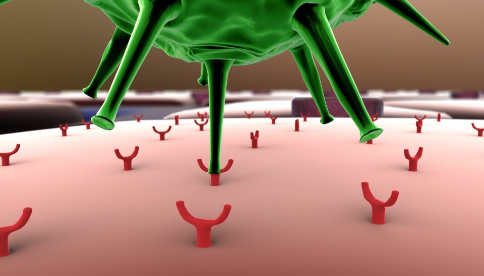 Hvis piggene til viruset passer med reseptorene på cellens utside, kan viruset feste seg og bli akseptert.