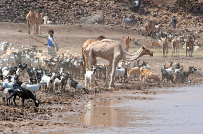Etiopia og Sahel-området i Afrika ble rammet av gjentatte tørkekatastrofer på 1970- og 1980-tallet. Bilde fra Afar-regionen tatt i 2010. (Foto: iStockphoto) Etiopia og Sahel-området i Afrika ble rammet av gjentatte tørkekatastrofer på 1970- og 1980-tallet. Bilde fra Afar-regionen tatt i 2010. (Foto: iStockphoto)