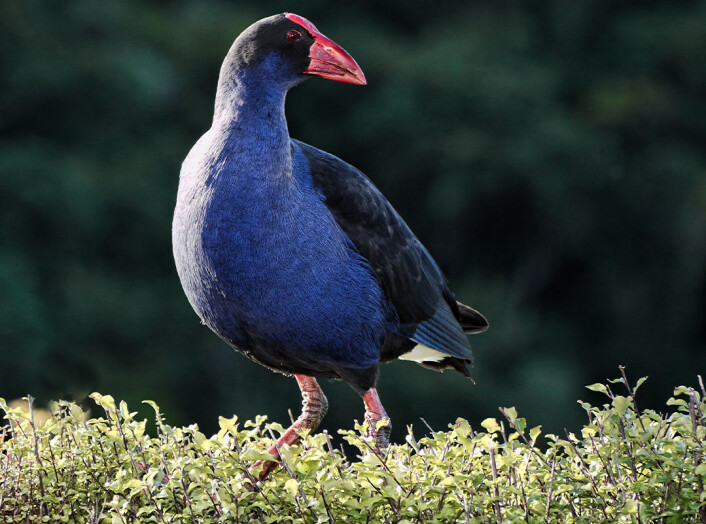 Ikke akkurat «duckface» – men mye rødt i ansiktet gjør pukeko-hunnen attraktiv. (Foto: Sid Mosdell, Wikimedia Commons) Ikke akkurat «duckface» – men mye rødt i ansiktet gjør pukeko-hunnen attraktiv. (Foto: Sid Mosdell, Wikimedia Commons)