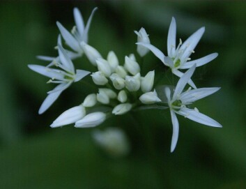 Bladene til ramsløken ligner til forveksling på liljekonvall. Men har man sett ramløken blomstre, er det ikke lett å ta feil. (Foto: Wikimedia Commons) Bladene til ramsløken ligner til forveksling på liljekonvall. Men har man sett ramløken blomstre, er det ikke lett å ta feil. (Foto: Wikimedia Commons)