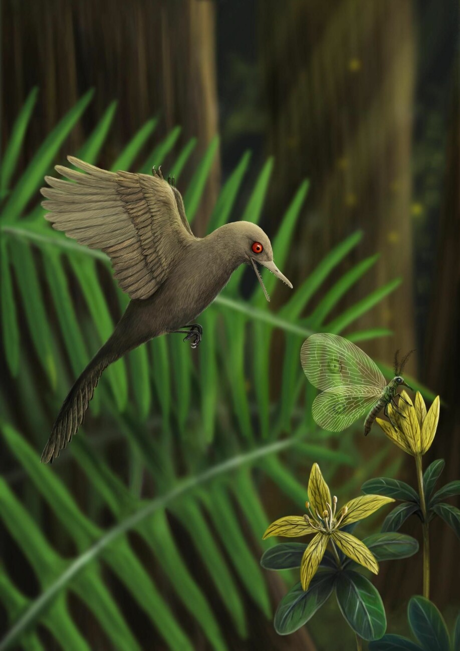 Slik kan Oculudentavis khaungraae ha sett ut da den levde for 99 millioner år siden.