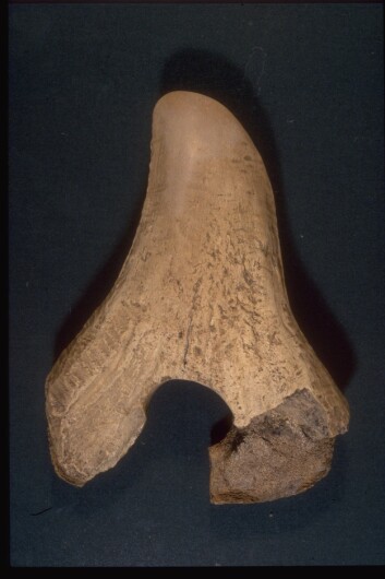 Denne typen øks er utelukkende kjent fra bosetninger i tiden rett etter istiden. (Foto: Geert Brovad, Zoologisk Museum) Denne typen øks er utelukkende kjent fra bosetninger i tiden rett etter istiden. (Foto: Geert Brovad, Zoologisk Museum)