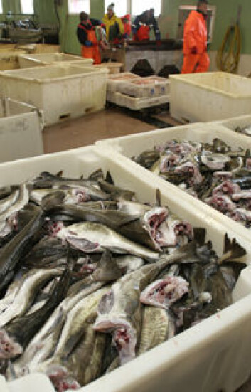 "Fisken skal følges fra fangst, via fiskemottak..." (Illustrasjonsfoto: Nofima) "Fisken skal følges fra fangst, via fiskemottak..." (Illustrasjonsfoto: Nofima)
