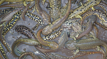 Teenage Mutant Salamanders