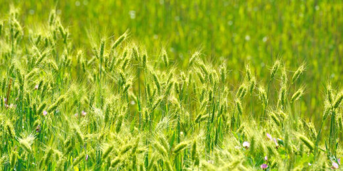 Forskere ved Bioforsk finner ut hvordan soppangrep på hvete kan reduseres. (Foto: Shutterstock) Forskere ved Bioforsk finner ut hvordan soppangrep på hvete kan reduseres. (Foto: Shutterstock)
