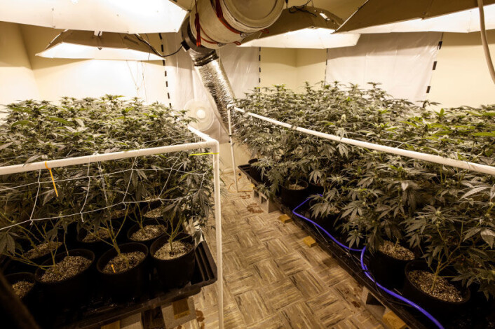 Å dyrke store mengder marihuana krever både arbeidskraft og inngående kunnskap om blant annet lysforhold og plantevern. (Foto: iStockphoto) Å dyrke store mengder marihuana krever både arbeidskraft og inngående kunnskap om blant annet lysforhold og plantevern. (Foto: iStockphoto)