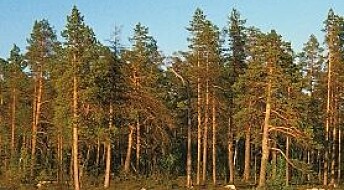 Hvilket fylke har mest skog?