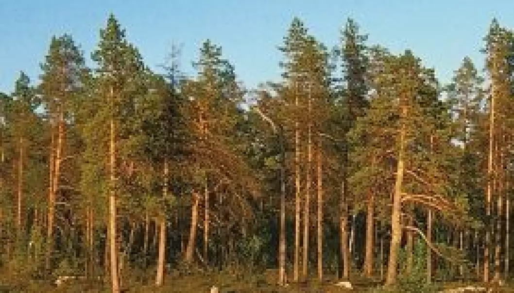 Hvilket fylke har mest skog?