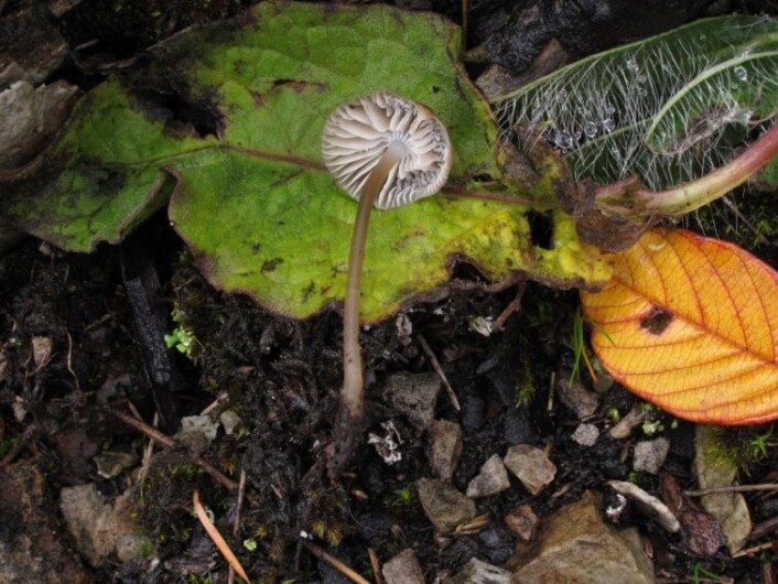 Mycena atropapillata blei funnet to ganger under feltarbeidet. Soppen sto i kalkfjell, i en sprekk med mose og jord, og har som bilde viser rotforlenga basis. (Foto: (Foro: Thomas Læssøe)) Mycena atropapillata blei funnet to ganger under feltarbeidet. Soppen sto i kalkfjell, i en sprekk med mose og jord, og har som bilde viser rotforlenga basis. (Foto: (Foro: Thomas Læssøe))