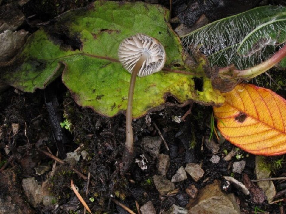 Mycena atropapillata blei funnet to ganger under feltarbeidet. Soppen sto i kalkfjell, i en sprekk med mose og jord, og har som bilde viser rotforlenga basis. (Foto: (Foro: Thomas Læssøe))