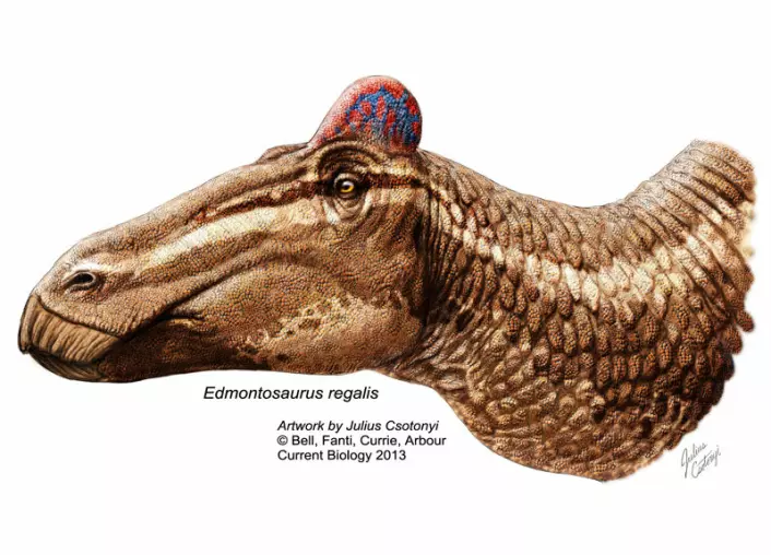 En Edmontosaurus med kam på hodet, i en kunstners framstilling. Denne arten bærer navnet Edmontosaurus regalis. (Foto: (Illustrasjon: Bell, Fanti, Curri, Arbour, Current Biology))