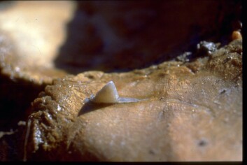 Her et brystbein som er gjennomboret av en pilspiss av flint. Dessverre er spissen knekt. Hadde den vært intakt, kunne man bestemt hvilken arkeologisk kulturgruppe var laget av. (Foto: Geert Brovad, Zoologisk Museum) Her et brystbein som er gjennomboret av en pilspiss av flint. Dessverre er spissen knekt. Hadde den vært intakt, kunne man bestemt hvilken arkeologisk kulturgruppe var laget av. (Foto: Geert Brovad, Zoologisk Museum)