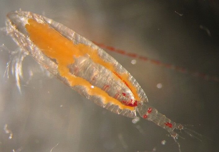 Kvalåta lever i de kaldeste farvannene. Om høsten synker den til bunnen, om våren stiger den til overflata for å beite på planteplankton. (Foto: David Pond) Kvalåta lever i de kaldeste farvannene. Om høsten synker den til bunnen, om våren stiger den til overflata for å beite på planteplankton. (Foto: David Pond)