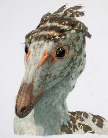 Kjøtteteren Troodon formosus, en coelurosaurus, holdt et jevnt artsmangfold helt opp til den globale katastrofen på slutten av Kritt-tiden. (Foto: (Illustrasjon: AMNH/J.Brougham)) Kjøtteteren Troodon formosus, en coelurosaurus, holdt et jevnt artsmangfold helt opp til den globale katastrofen på slutten av Kritt-tiden. (Foto: (Illustrasjon: AMNH/J.Brougham))