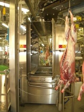 Kabinett for varmtvannspasteurisering av lammeslakt. (Foto: Grethe Ringdal, Animalia) Kabinett for varmtvannspasteurisering av lammeslakt. (Foto: Grethe Ringdal, Animalia)