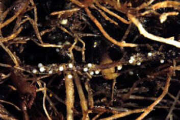 "Angrep av hvit PCN kan fra midt i vekstsesongen ses som hvite kuler på rotsystemet. De hvite kulene er hunner av PCN. Foto: Bonsak Hammeraas, Bioforsk." "Angrep av hvit PCN kan fra midt i vekstsesongen ses som hvite kuler på rotsystemet. De hvite kulene er hunner av PCN. Foto: Bonsak Hammeraas, Bioforsk."