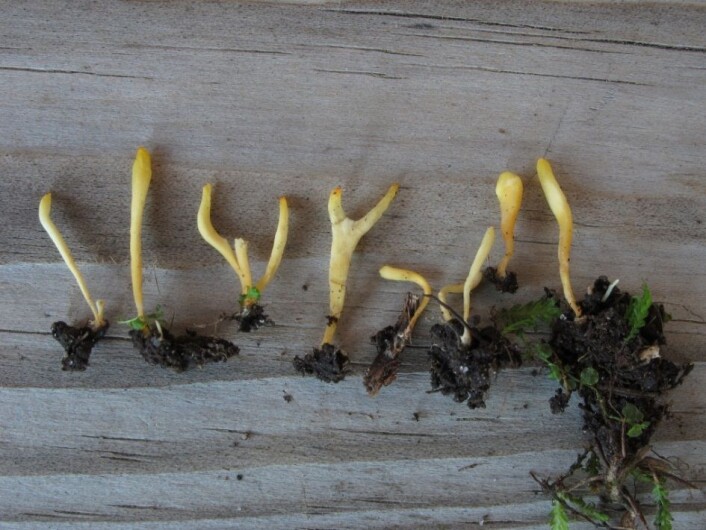 Clavulinopsis luteonana, funnet på Mulevarde i Porsgrunn kommune. (Foto: Thomas Læssøe) Clavulinopsis luteonana, funnet på Mulevarde i Porsgrunn kommune. (Foto: Thomas Læssøe)