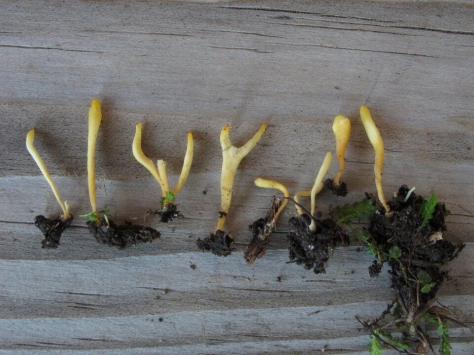 Clavulinopsis luteonana, funnet på Mulevarde i Porsgrunn kommune. (Foto: Thomas Læssøe)