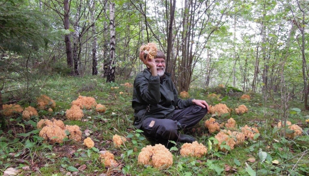 Egil Bendiksen i sitt naturlige habitat, midt i en heksering av stor korallsopp Ramaria flavescens.z. Egil Bendiksen i sitt naturlige habitat, midt i en heksering av stor korallsopp Ramaria flavescens.z.