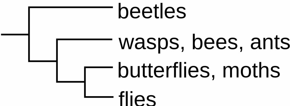 Her er et kladogram som viser insekter.