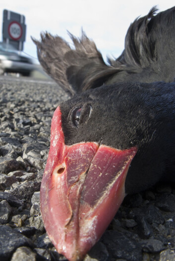 Det røde skjoldet – her ekstra godt synlig på en trafikkdrept fugl – er mykt og kjøttfullt omtrent som en hanekam, og kan endre størrelse raskt. (Foto: Michael Hersch, Wikimedia Commons) Det røde skjoldet – her ekstra godt synlig på en trafikkdrept fugl – er mykt og kjøttfullt omtrent som en hanekam, og kan endre størrelse raskt. (Foto: Michael Hersch, Wikimedia Commons)