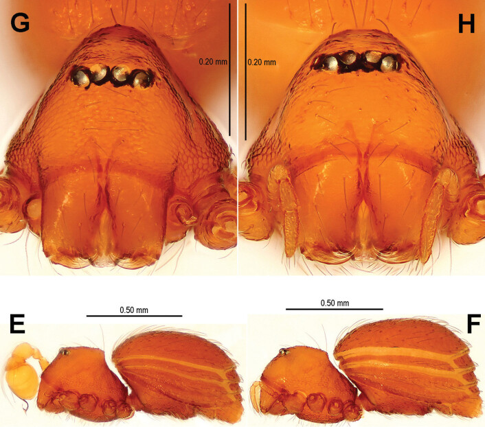 Singaporemma wulongensis er en av de nyoppdagede artene. Til venstre en hann, til høyre en hunn, forfra og fra siden. (Foto: Lin Y, Li S (2014) New cave-dwelling armored spiders (Araneae, Tetrablemmidae) from Southwest China) Singaporemma wulongensis er en av de nyoppdagede artene. Til venstre en hann, til høyre en hunn, forfra og fra siden. (Foto: Lin Y, Li S (2014) New cave-dwelling armored spiders (Araneae, Tetrablemmidae) from Southwest China)