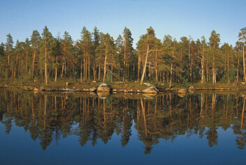 Finnmark ble taksert for første gang i perioden 2005-2011. Finnmarksvidda og kyststrøkene domineres av snaumark og fjellbjørkeskog. I de indre dalførene, særlig i Pasvik og deler av Karasjok er det mye furuskog. I alt er det 690 kvadratkilometer produktiv furuskog i fylket. Bildet viser furuskog i midnattsol, fra Gjøkvatnet i Pasvik. (Foto: Per K. Bjørklund/Skog og landskap) Finnmark ble taksert for første gang i perioden 2005-2011. Finnmarksvidda og kyststrøkene domineres av snaumark og fjellbjørkeskog. I de indre dalførene, særlig i Pasvik og deler av Karasjok er det mye furuskog. I alt er det 690 kvadratkilometer produktiv furuskog i fylket. Bildet viser furuskog i midnattsol, fra Gjøkvatnet i Pasvik. (Foto: Per K. Bjørklund/Skog og landskap)