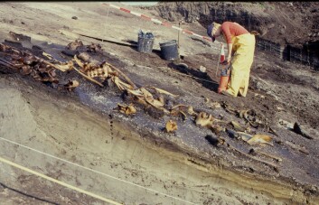 De nye dateringene viser at knoklene er deponert ved minst tre forskjellige tidspunkter i perioden 9700–9000 f.Kr. (Foto: Charlie Christensen, Nationalmuseet) De nye dateringene viser at knoklene er deponert ved minst tre forskjellige tidspunkter i perioden 9700–9000 f.Kr. (Foto: Charlie Christensen, Nationalmuseet)