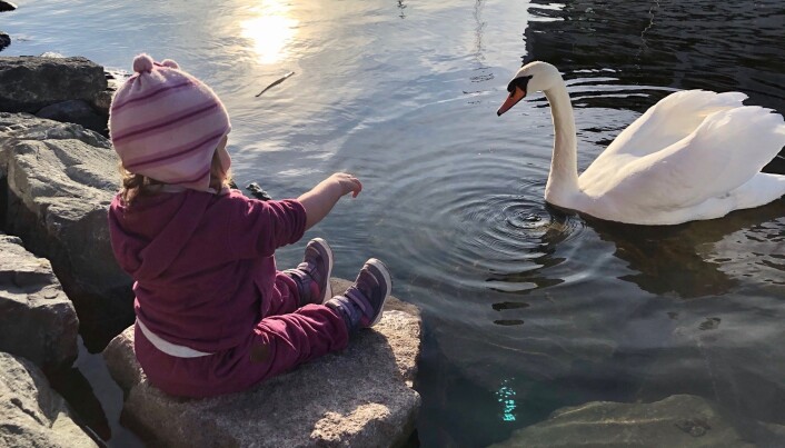 Jente hilser på svane i Oslofjorden nær operaen en februardag. Der kan miljøet i fjorden bli enda rikere, til beste for både folk og livet i sjøen. Jente hilser på svane i Oslofjorden nær operaen en februardag. Der kan miljøet i fjorden bli enda rikere, til beste for både folk og livet i sjøen.