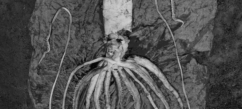 En av to kjempeblekkspruter som ble funnet ved Trondheim (Foto: NTNU Vitenskapsmuseet)