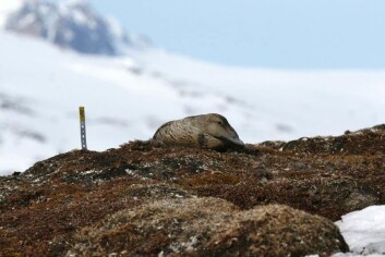 Ærfugl ligger på reir i Kongsfjorden. (Foto: Per Flodin) Ærfugl ligger på reir i Kongsfjorden. (Foto: Per Flodin)