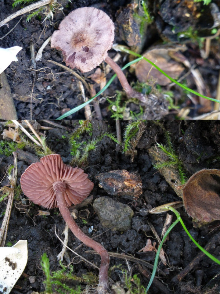Pseudobaeospora pyrifera – en sjeldenhet også i Europeisk sammenheng, nå med to funn fra Norge. (Foto: (Fotomontasje: Anne Molia og Thomas Læssøe)) Pseudobaeospora pyrifera – en sjeldenhet også i Europeisk sammenheng, nå med to funn fra Norge. (Foto: (Fotomontasje: Anne Molia og Thomas Læssøe))